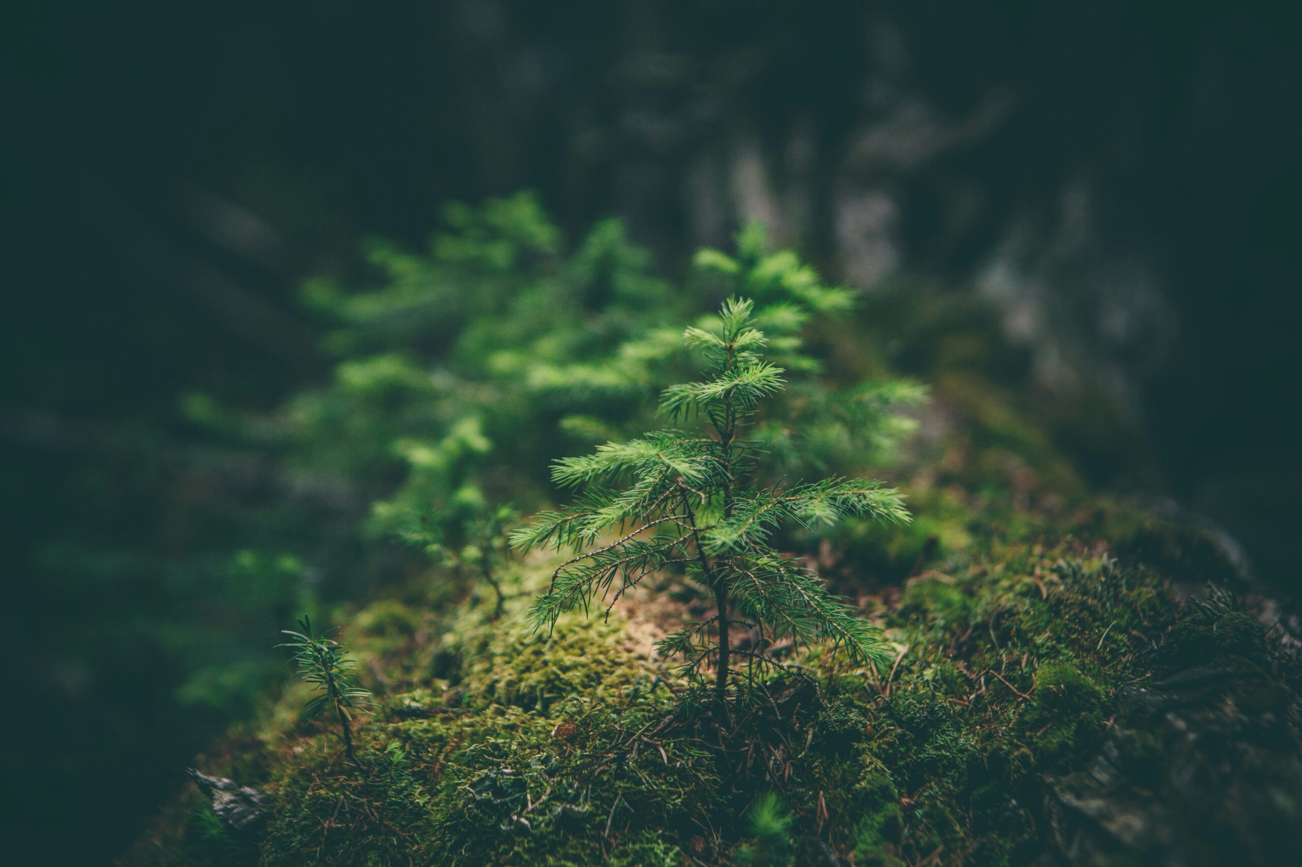 matthew-smith-Rfflri94rs8-unsplash